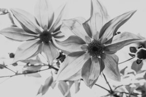 写真作品
