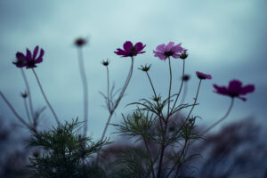 写真作品