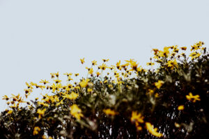 写真作品