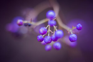 写真作品