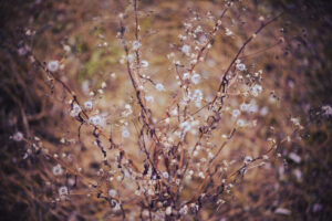 写真作品