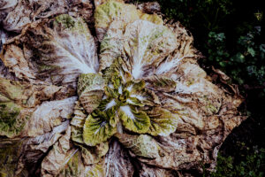 写真作品