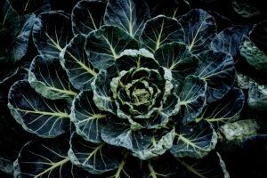 写真作品