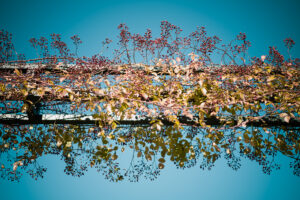 写真作品
