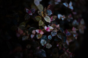 写真作品