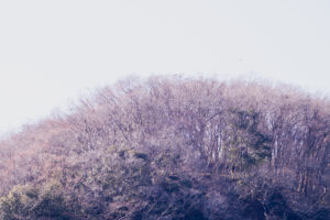 写真作品