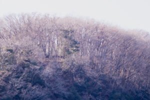 写真作品