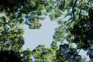 写真作品
