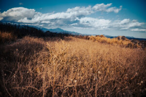 写真作品
