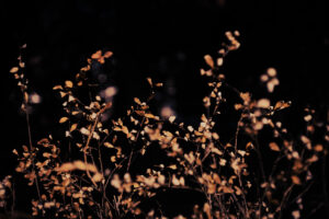 写真作品