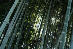 写真作品
