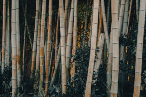 写真作品