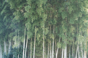 写真作品