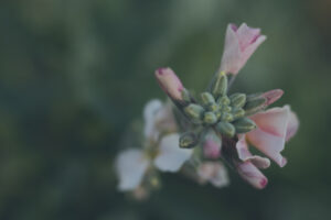 写真作品