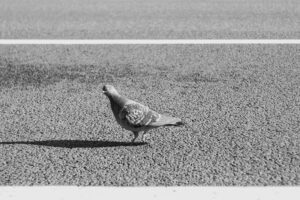 写真作品