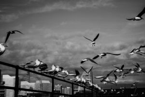 写真作品