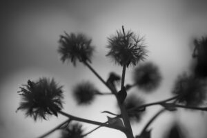 写真作品