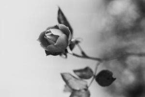 写真作品