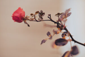 写真作品
