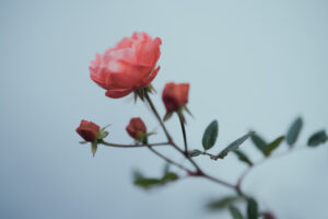写真作品