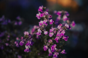 写真作品