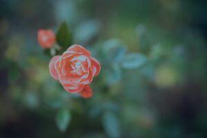 写真作品