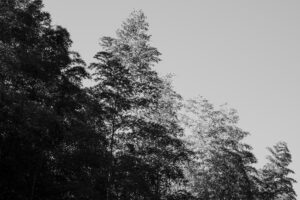 写真作品
