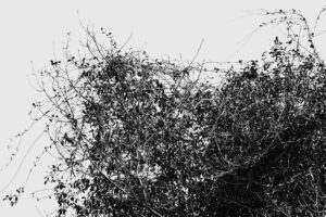 写真作品