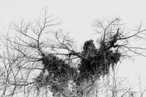 写真作品