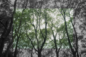 写真作品