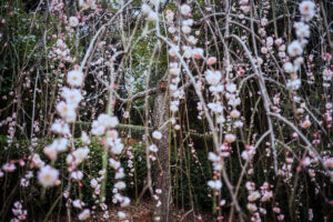 写真作品