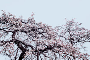 写真作品