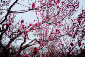 写真作品