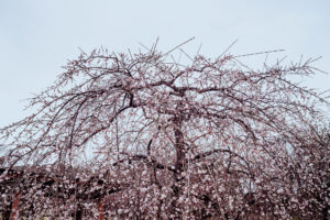 写真作品