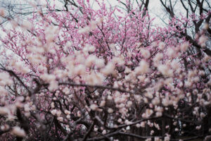 写真作品