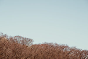 写真作品