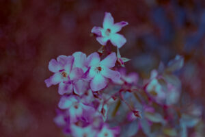 写真作品