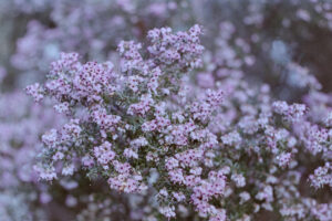 写真作品