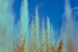 写真作品