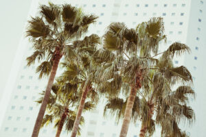 写真作品