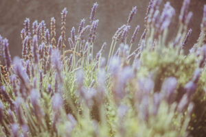 写真作品