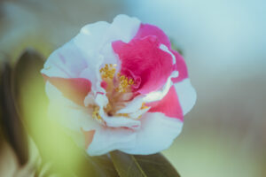 写真作品