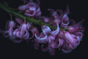 写真作品