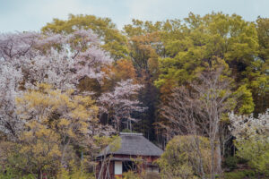 写真作品