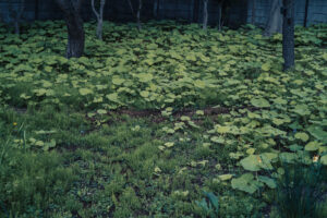 写真作品