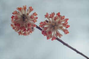 写真作品