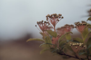 写真作品