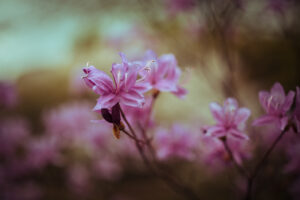 写真作品