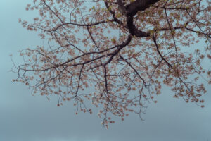 写真作品