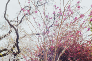写真作品